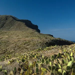 Opuntia oricola