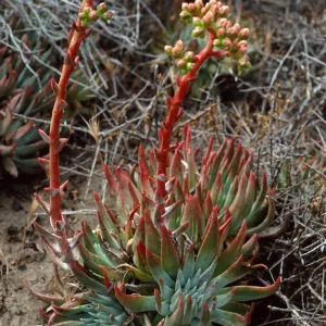 Dudleya virens 