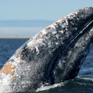Gray whale, San Ignacio Lagoon, Baja