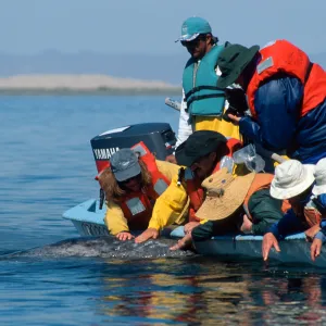 Gray whale, San Ignacio Lagoon, Baja