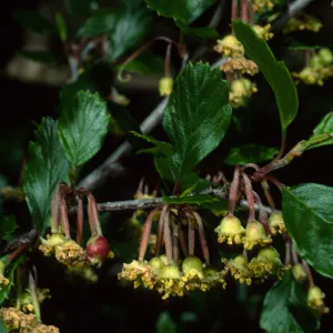 Cercocarpus betuloides, SBBG meadow border