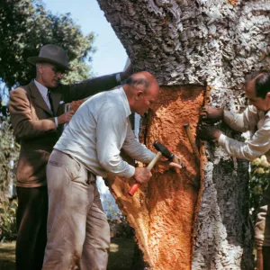 Quercus suber, stripping cork oak. Woody Metcalf in center.