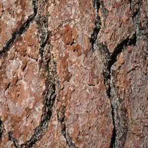 Pinus jeffreyi bark