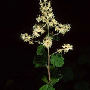 Holodiscus discolor, SBBG arroyo
