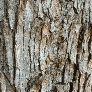 Quercus chrysolepis bark