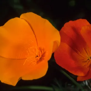 Eschscholzia californica, SBBG