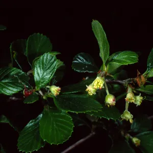 Cercocarpus betuloides, Tunnel Trail