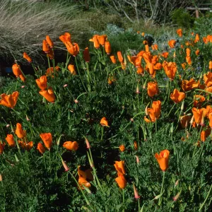 Eschscholzia californica, SBBG