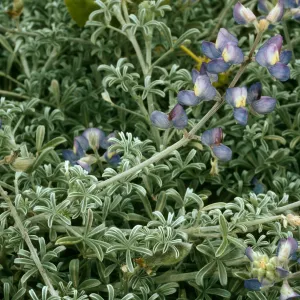 Lupinus albifrons, San Nicolas Island.