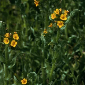Amsinckia intermedia