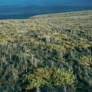 Atriplex semibaccata, East slope, Santa Barbara Island
