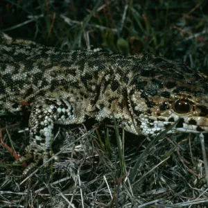 Night lizard, Bldg. 112, San Nicolas Island