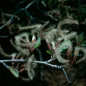 Cercocarpus betuloides, Tunnel trail