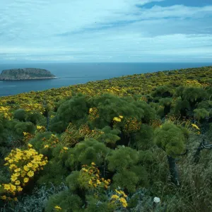 Coreopsis, Cuyler Harbor & Prince Island, San Miguel Island