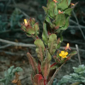 Camissonia guadalupensis, dunes, San Clemente Island