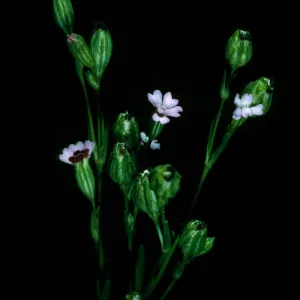 Silene antirrhina, mouth of Willows Cyn. Santa Cruz Island