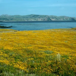 Lasthenia, Fraser Point