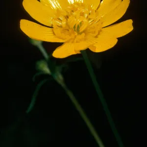 Ranunculus californicus, Santa Cruz Island