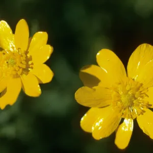 Ranunculus californicus,Santa Cruz Island