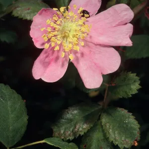 Rosa californica, Coches Prietos, Santa Cruz Island