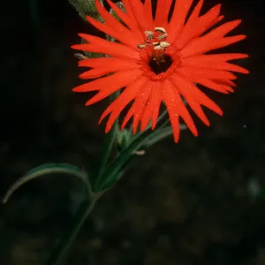Silene laciniata, Santa Cruz Island