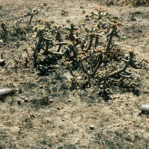 Unexploded shells, burned Opuntia prolifera, San Clemente Island