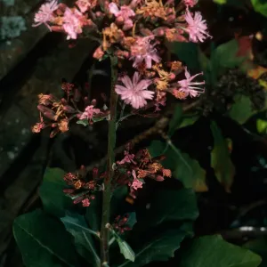 Munzothamnus blairii, Eagle Cyn. S. Clement I.