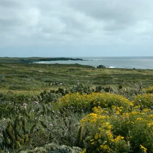 Senecio lyonii, San Clemente Island