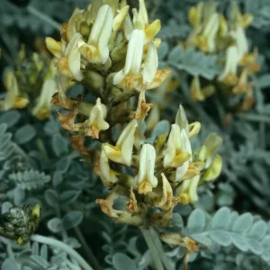 Astragalus traskiae, San Nicolas Island