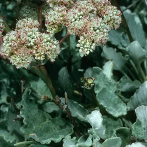 Eriogonum grande v. timorum, San Nicolas Island