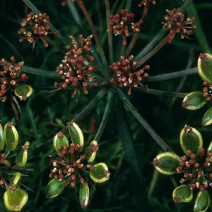 Lomatium insulare, San Nicolas Island