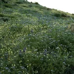 Platystemon (Creamcup), Lupinus (Lupine),Phacelia (scorpionweed), mouth of Laguna Cyn., Santa Cruz Island