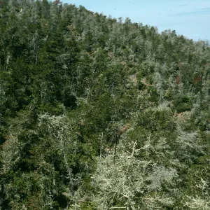 Christy pines, from top of Centinela Grade, Santa Cruz Island