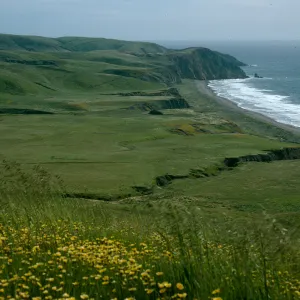 Layia, Christy Beach view, Santa Cruz Island