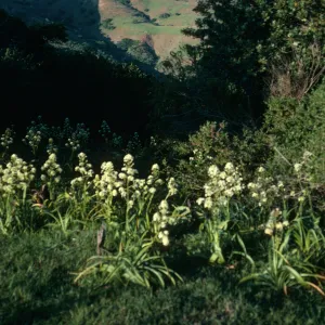 Zigadenus fremontii, South Ridge Road, Santa Cruz Island