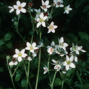 Saxifraga californica, Santa Cruz Island