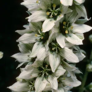 Veratrum californicum, Onion Valley