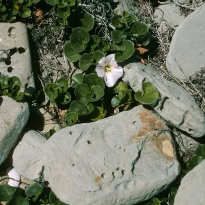Calystegia soldanella, West end of Red Eye Beach, San Nicolas Island