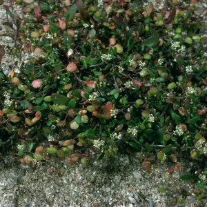 Hutchinsia procumbens, East end of Tandon Beach, San Nicolas Island