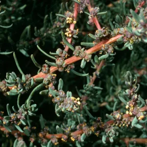 Suaeda taxifolia, Northeast coastal terrace, San Nicolas Island