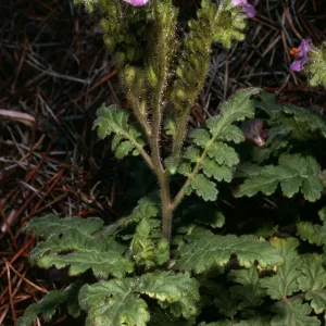 Phacelia cedrosensis, ridge above head of Canon de la Mina, Cedros Island