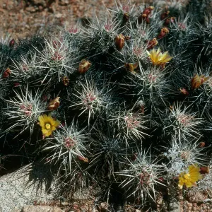 Echinocereus maritimus, flats near Canon de la Mina, Cedros Island