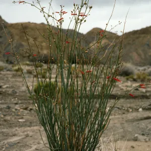 Galvezia juncea, Gran Canon, Cedros Island