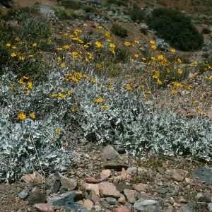 Viguiera lanata, Canon de la Mina, Cedros Island