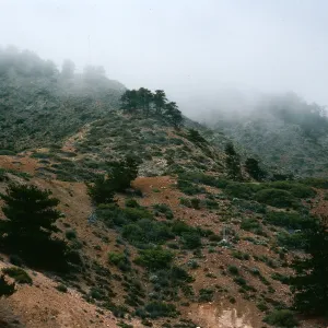 Cedros Island, pines by mine ruins, Canada de la Mina