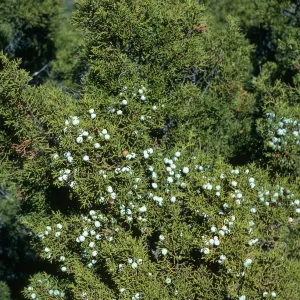 Cedros Island, Juniperus