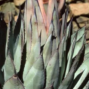 Cedros Island, Agave sebastiana, Arroyo Choyal