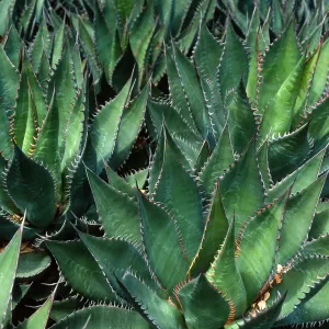 Agave shawii