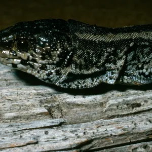 San Nicolas Island, night lizard