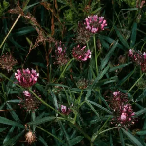 Middle Anacapa Island, Trifolium tridentatum, above sheep camp